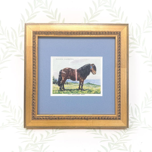 Framed Vintage Horse Cigarette Card c. 1939, Shetland Pony