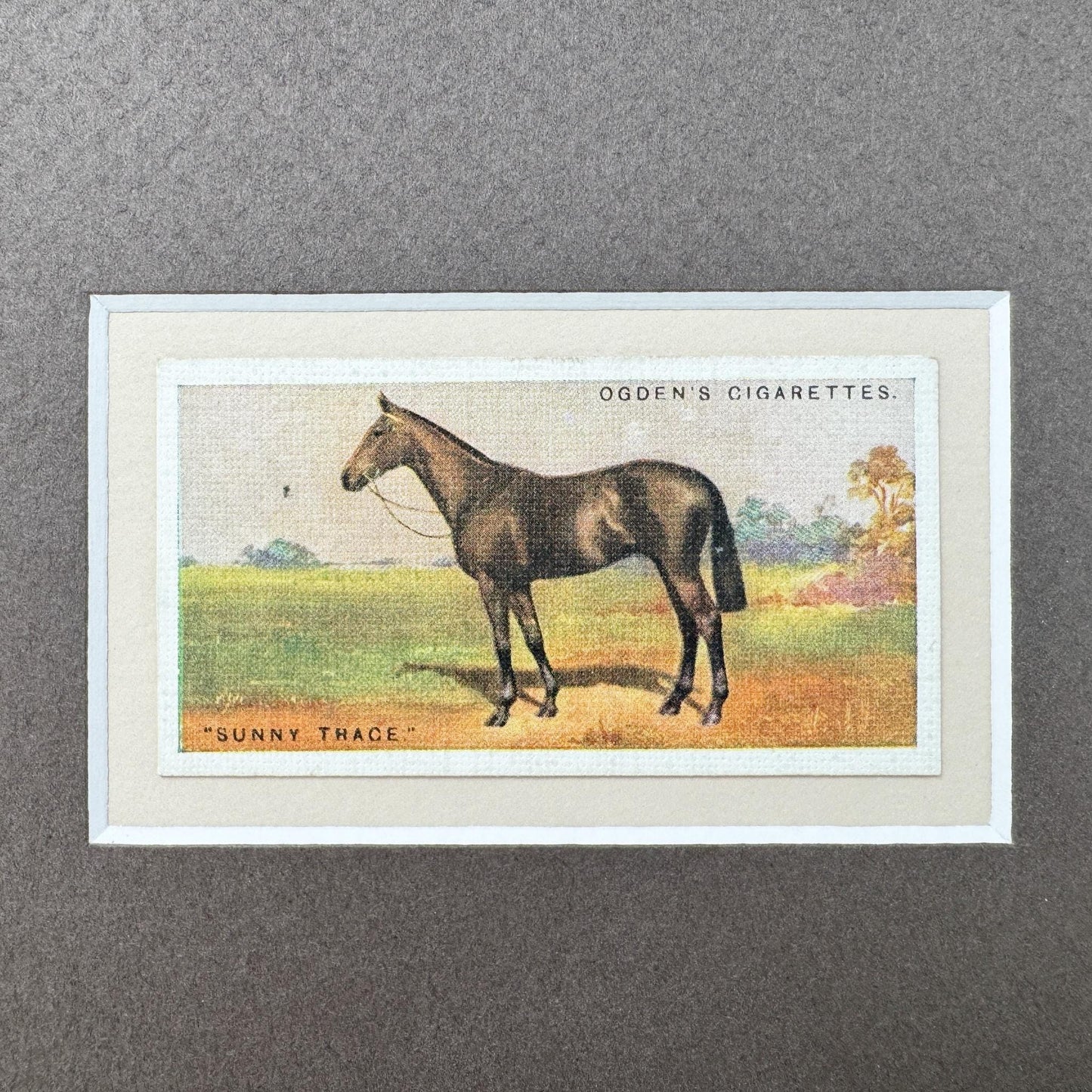 Framed Antique Race Horse Derby Cigarette Card c. 1928, Sunny Trace