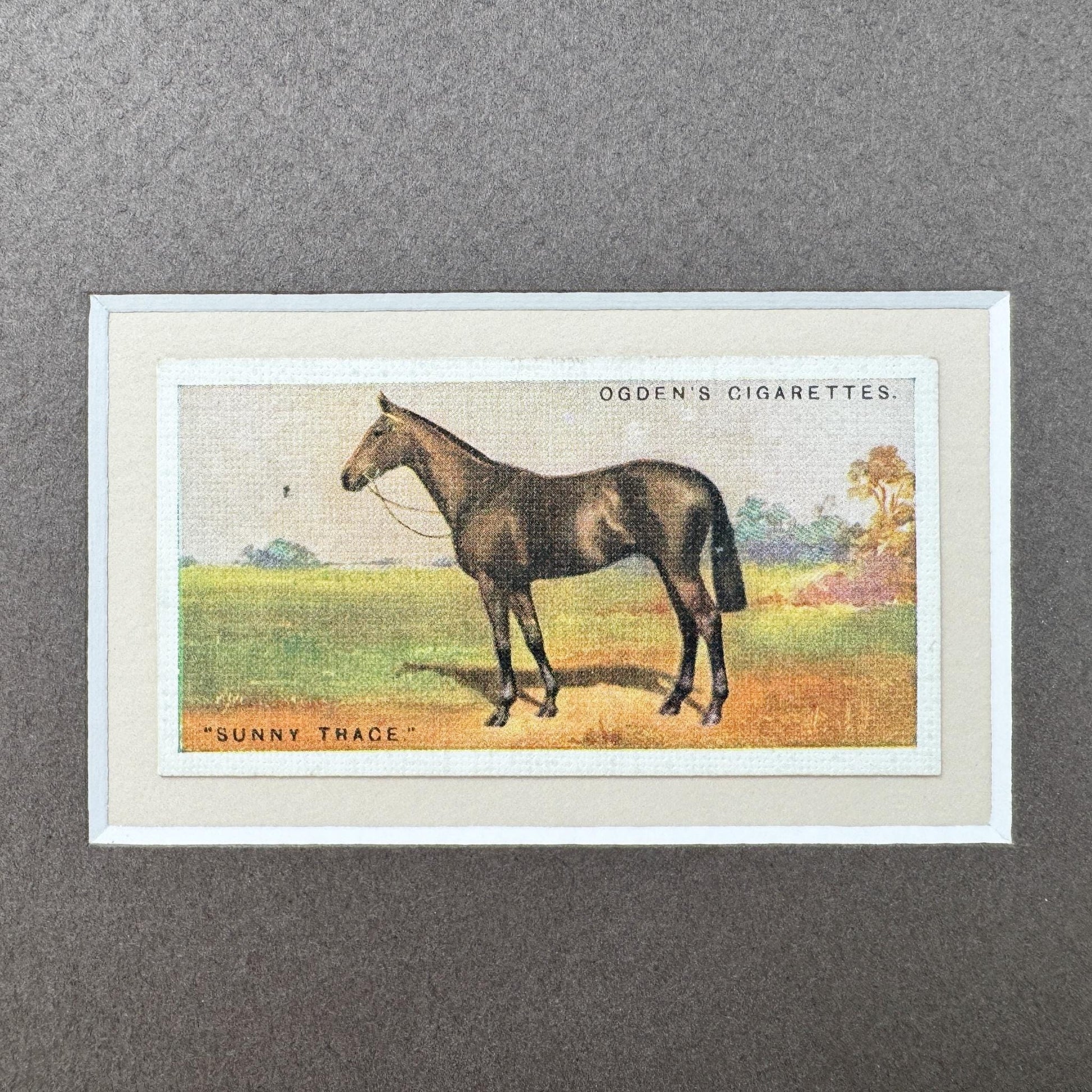 Framed Antique Race Horse Derby Cigarette Card c. 1928, Sunny Trace