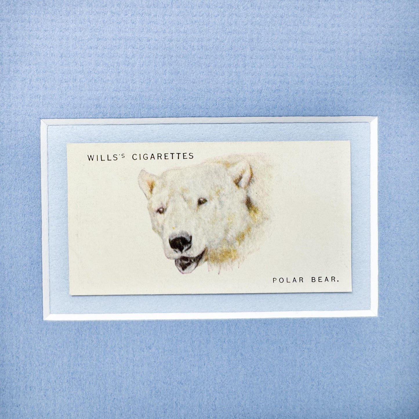 Framed Antique Cigarette Card c. 1931, Polar Bear