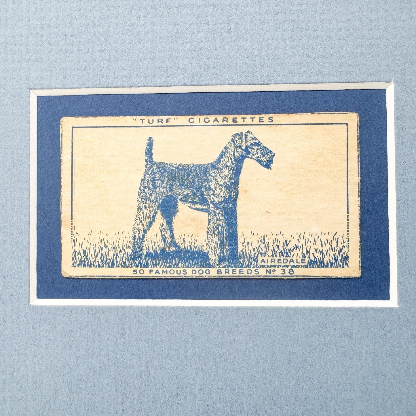 Framed Vintage Dog Cigarette Card c. 1952, Airedale Terrier