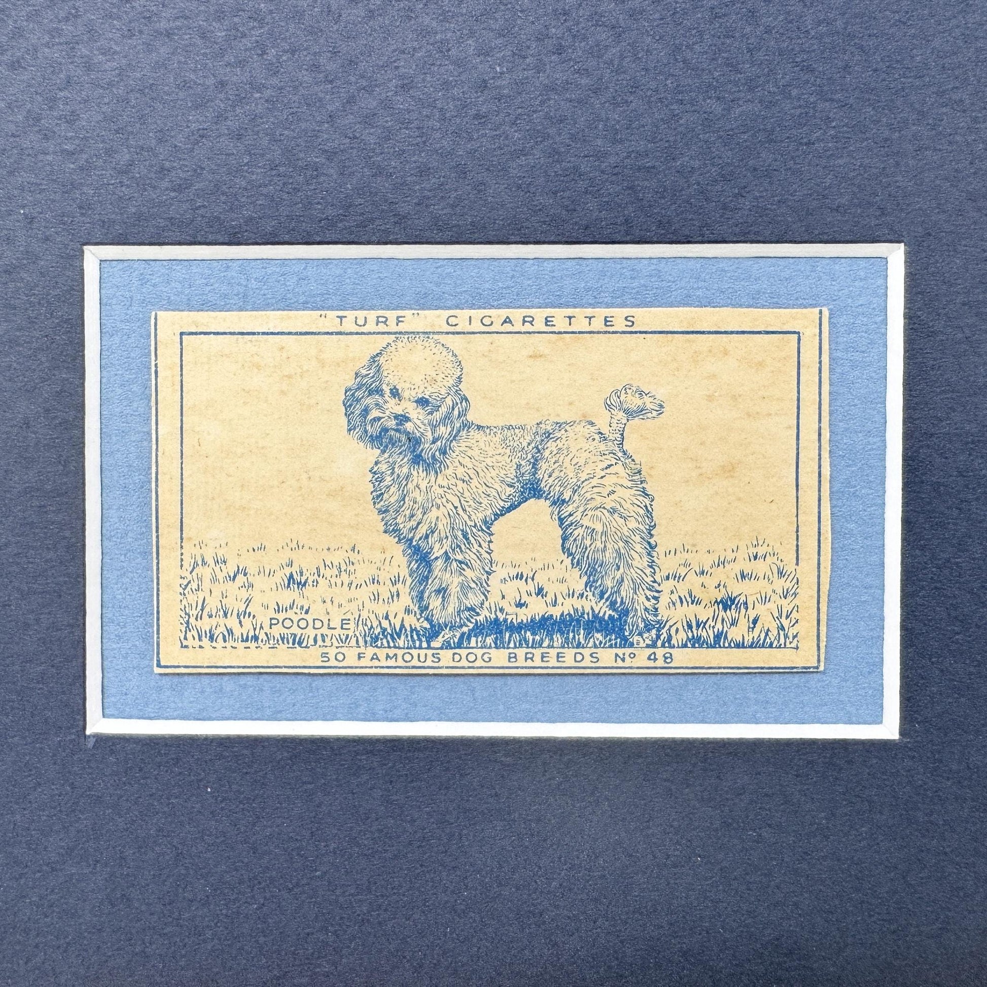 Framed Vintage Dog Cigarette Card c. 1952, Poodle