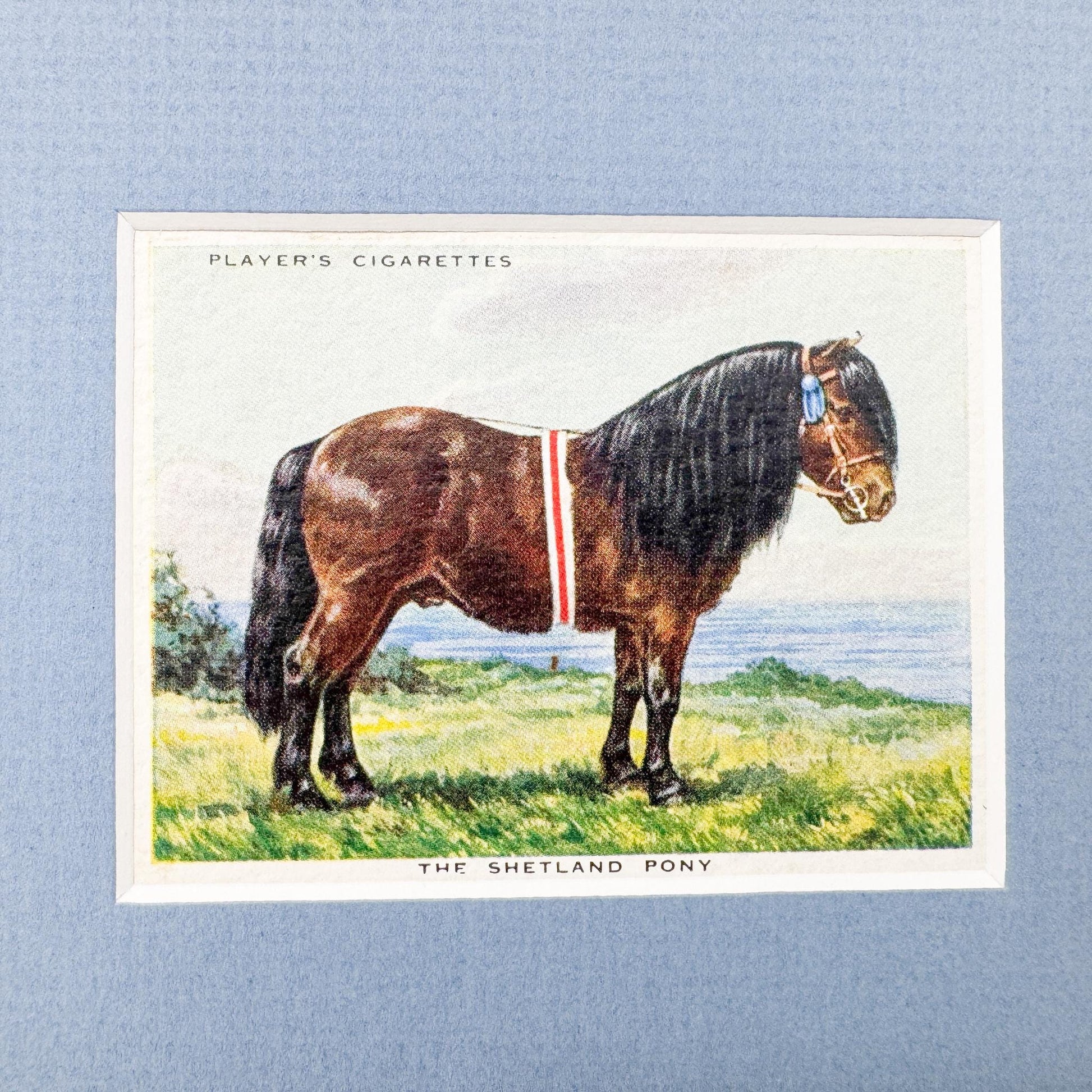 Framed Vintage Horse Cigarette Card c. 1939, Shetland Pony