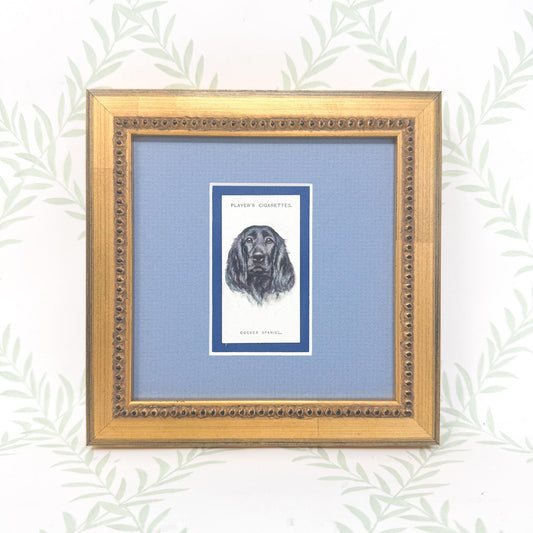 Framed Antique Dog Cigarette Card c. 1929, Cocker Spaniel