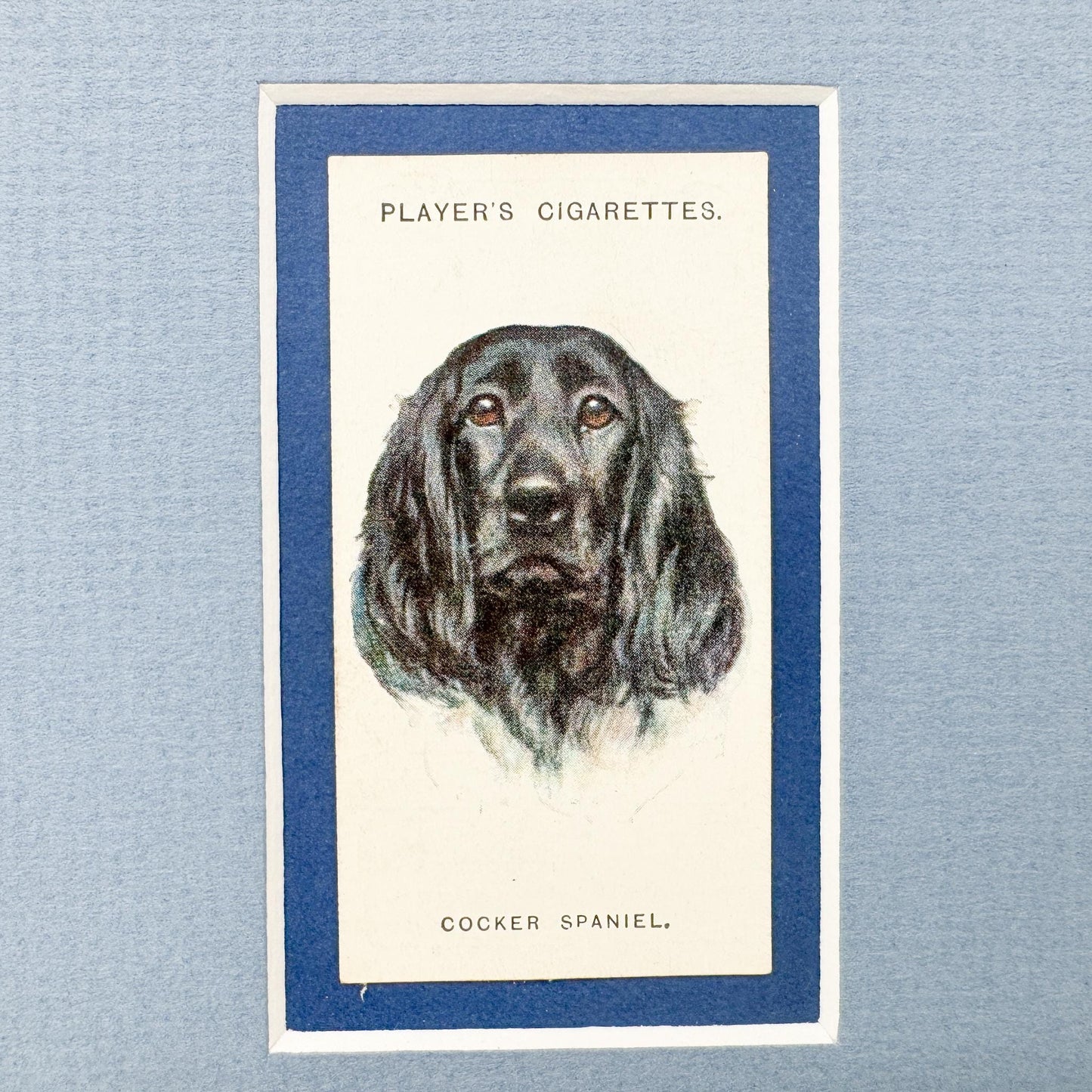 Framed Antique Dog Cigarette Card c. 1929, Cocker Spaniel