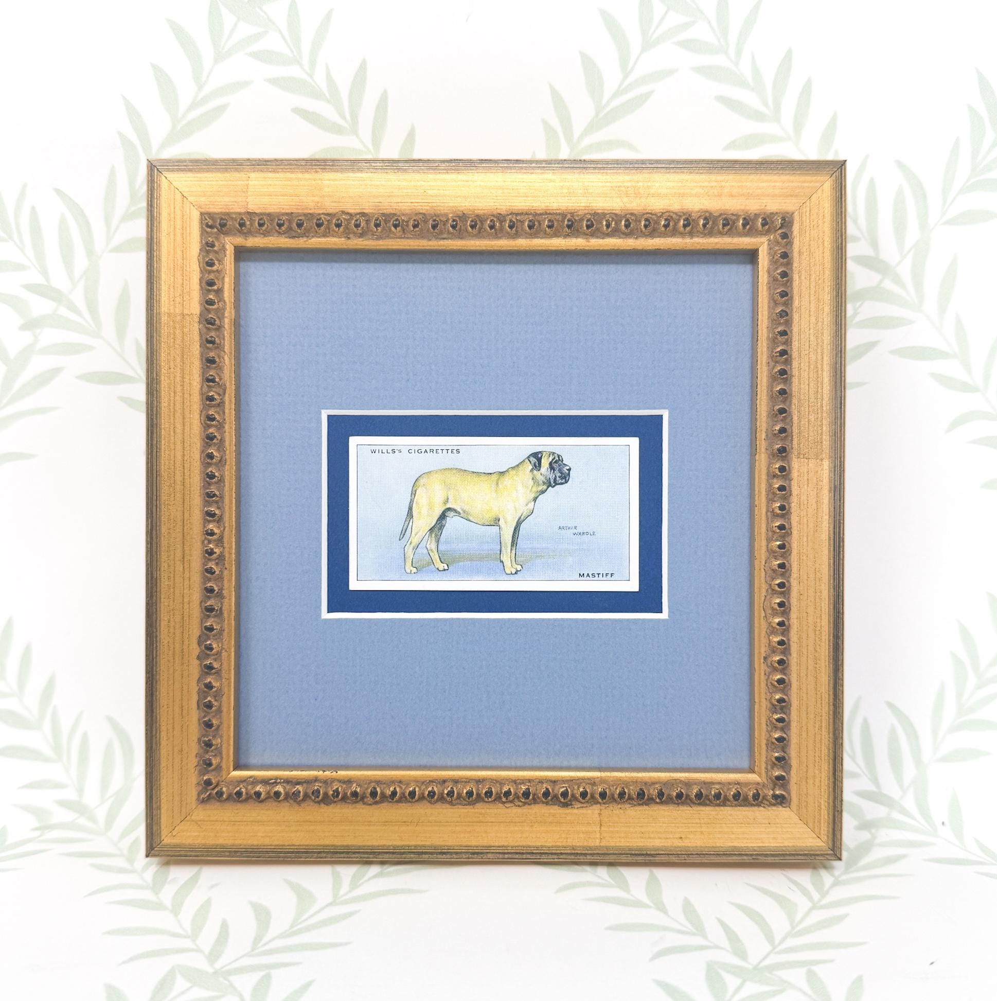 Framed Vintage Dog Cigarette Card c. 1937, Mastiff