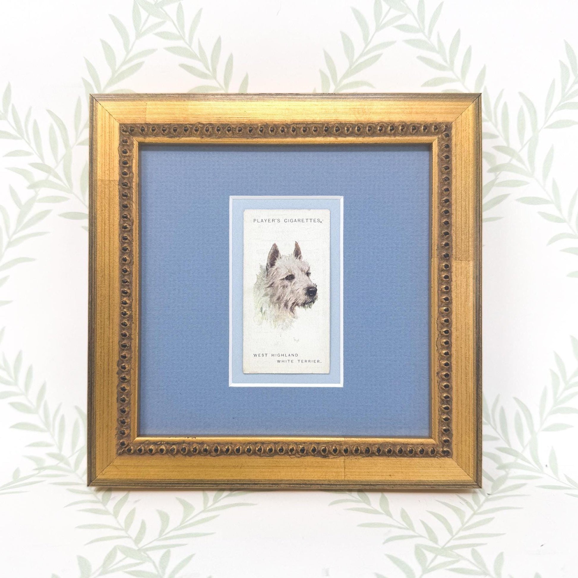 Framed Antique Dog Cigarette Card c. 1929, West Highland Terrier