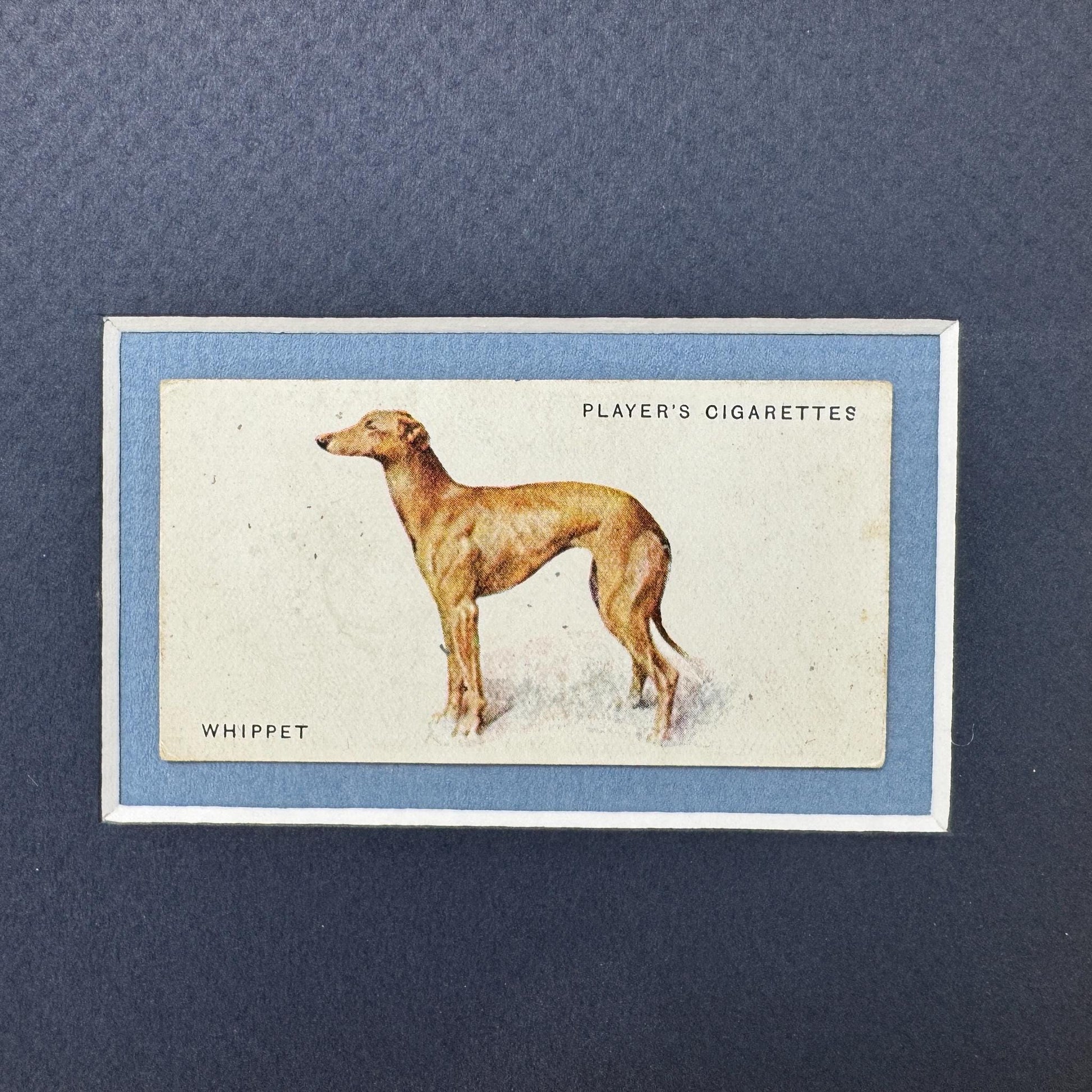 Framed Antique Dog Cigarette Card c. 1931, Whippet