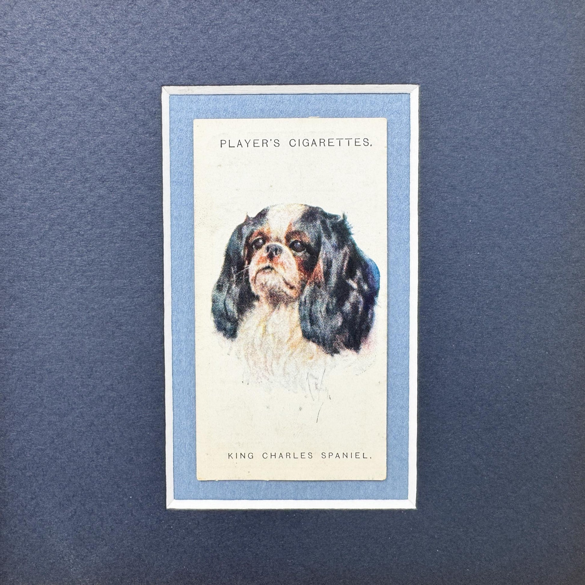 Framed Antique Dog Cigarette Card c. 1929, King Charles Cavalier Spaniel