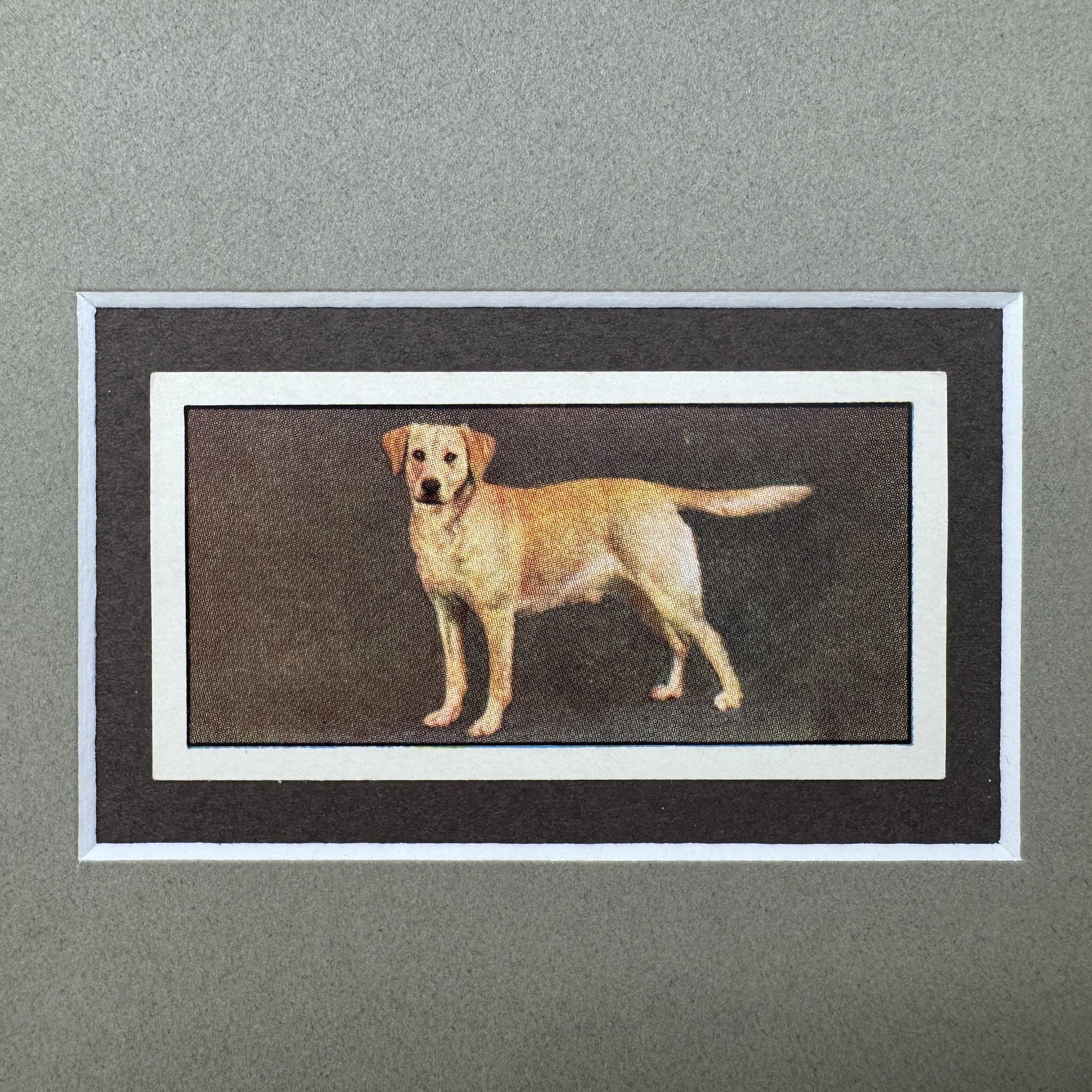 Framed Vintage Dog Cigarette Card, Yellow Labrador Retriever