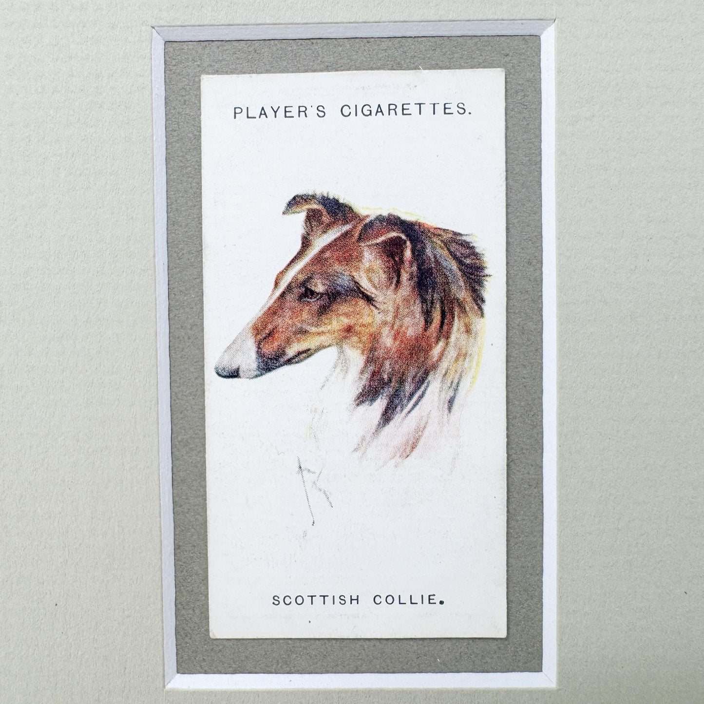 Framed Antique Dog Cigarette Card c. 1929, Scottish Collie