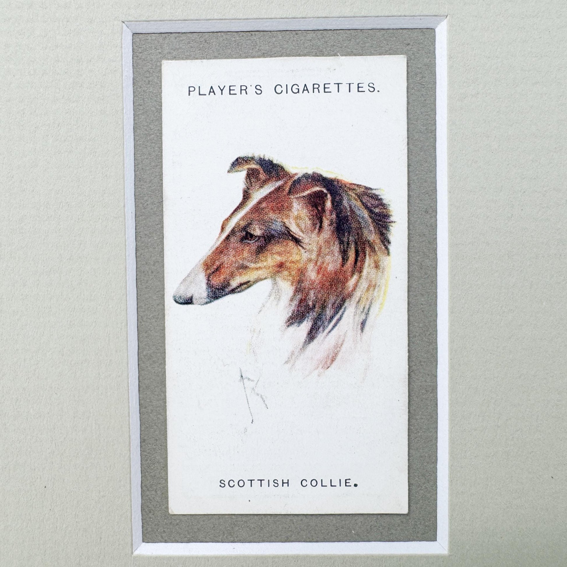 Framed Antique Dog Cigarette Card c. 1929, Scottish Collie
