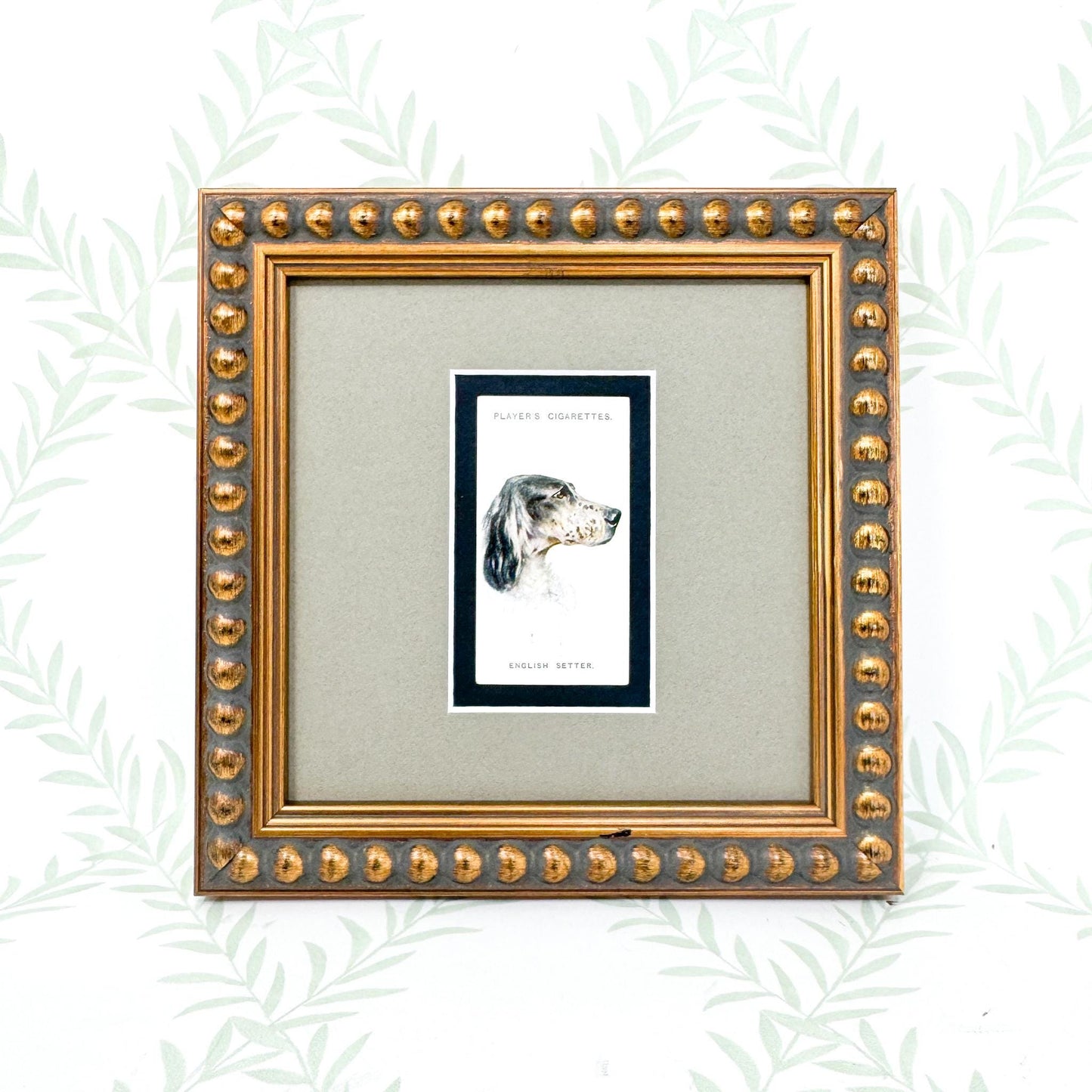 Framed Antique Dog Cigarette Card c. 1929, English Setter