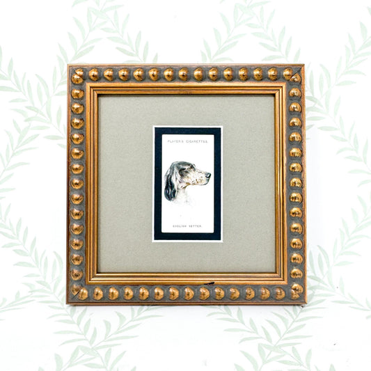 Framed Antique Dog Cigarette Card c. 1929, English Setter