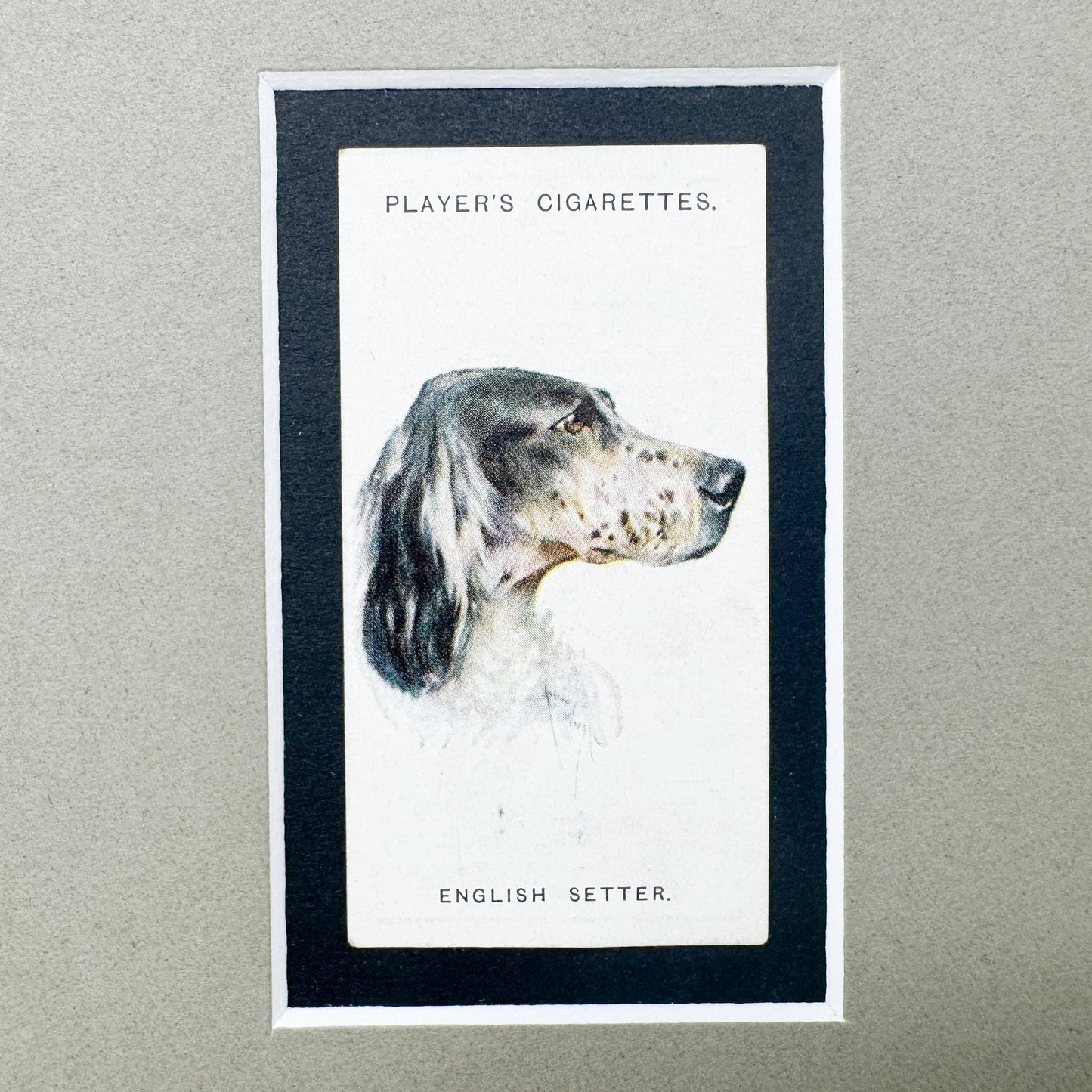 Framed Antique Dog Cigarette Card c. 1929, English Setter