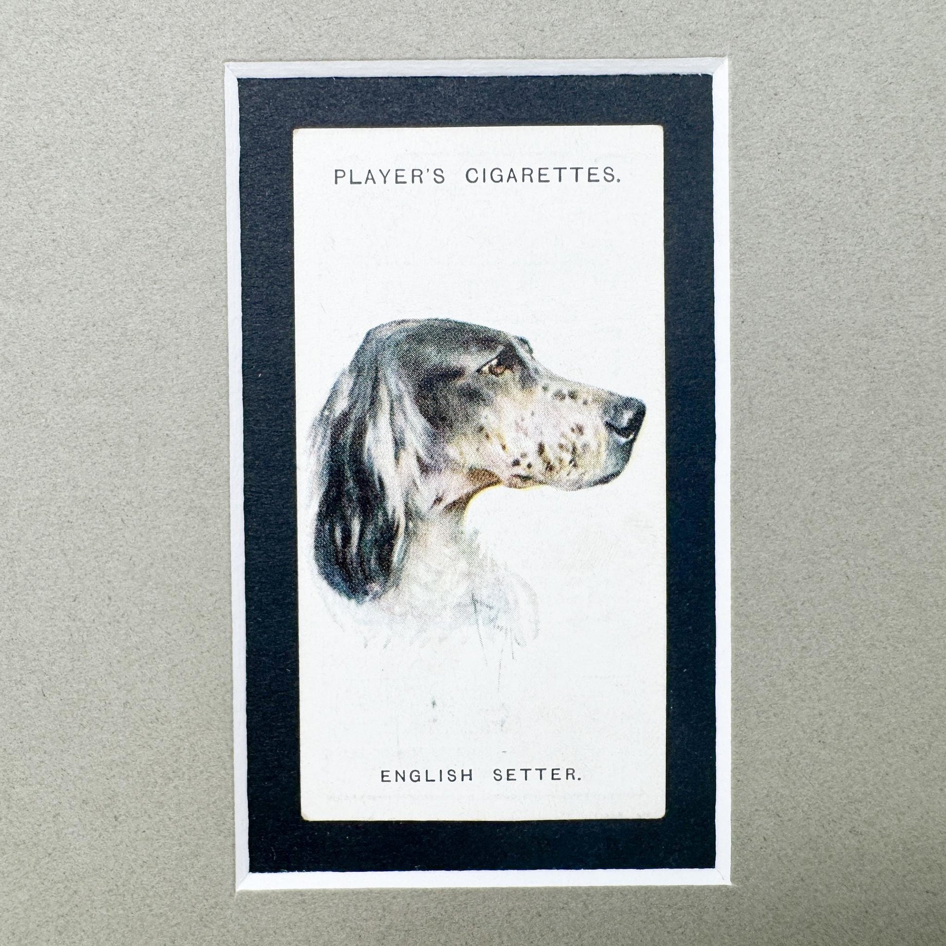 Framed Antique Dog Cigarette Card c. 1929, English Setter