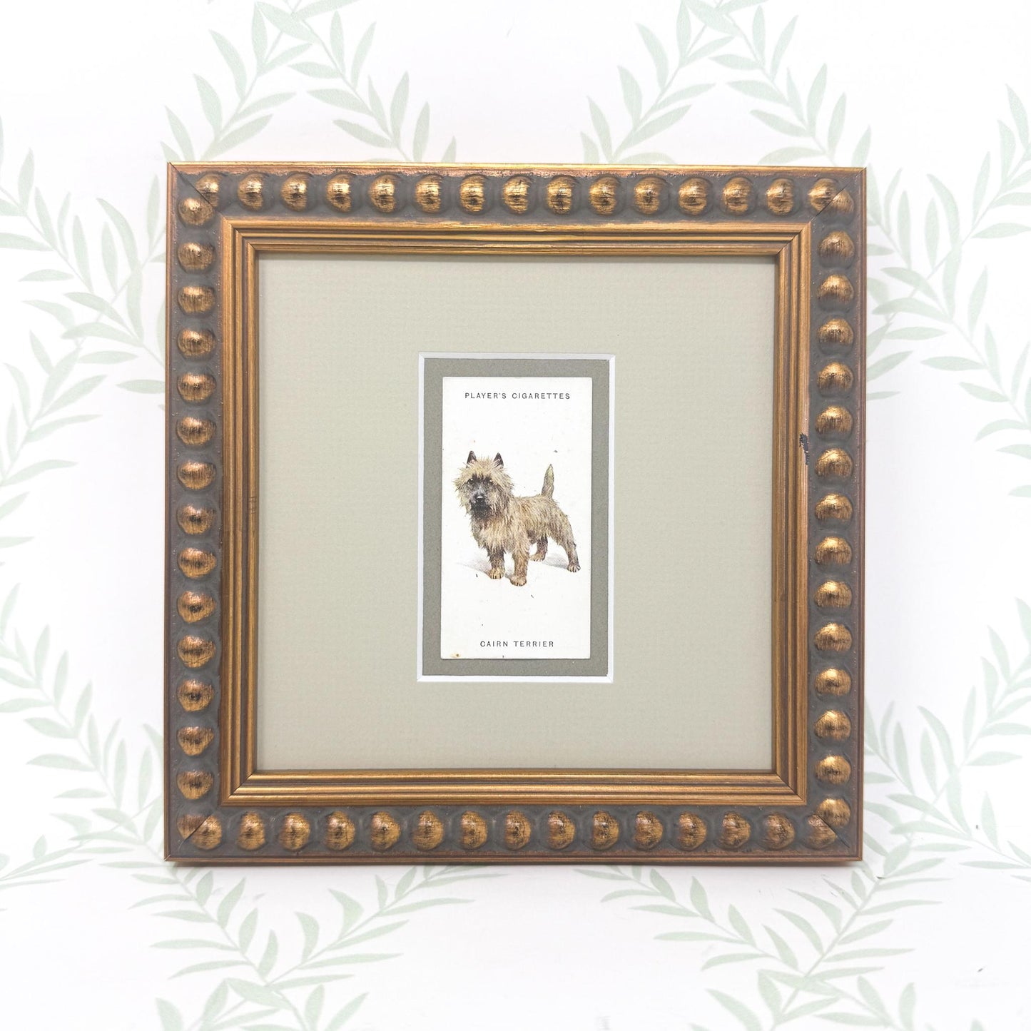 Framed Antique Dog Cigarette Card c. 1929, Cairn Terrier