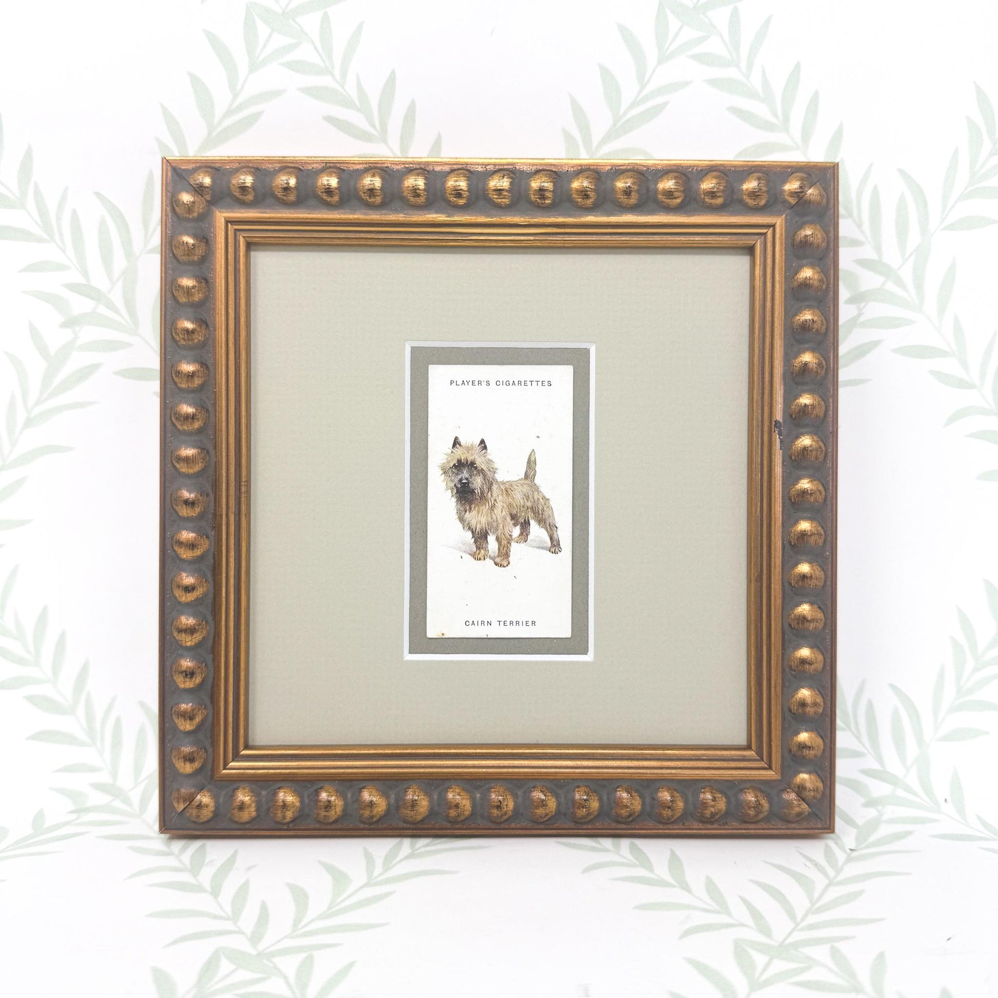 Framed Antique Dog Cigarette Card c. 1929, Cairn Terrier