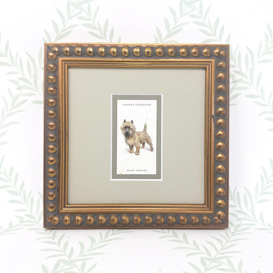 Framed Antique Dog Cigarette Card c. 1929, Cairn Terrier