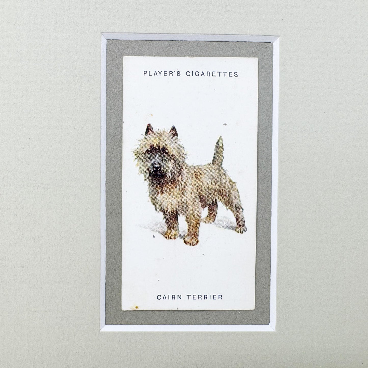 Framed Antique Dog Cigarette Card c. 1929, Cairn Terrier