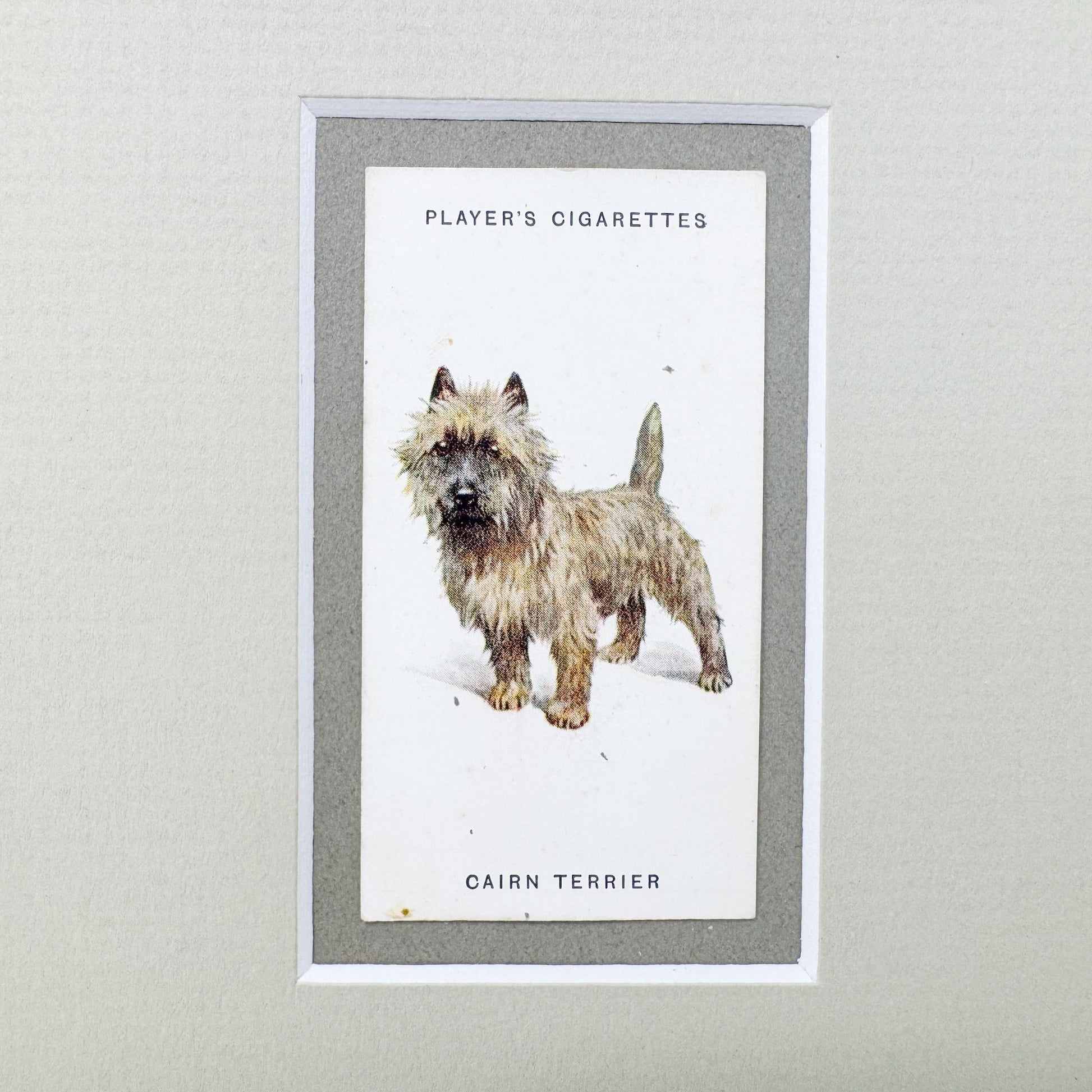 Framed Antique Dog Cigarette Card c. 1929, Cairn Terrier