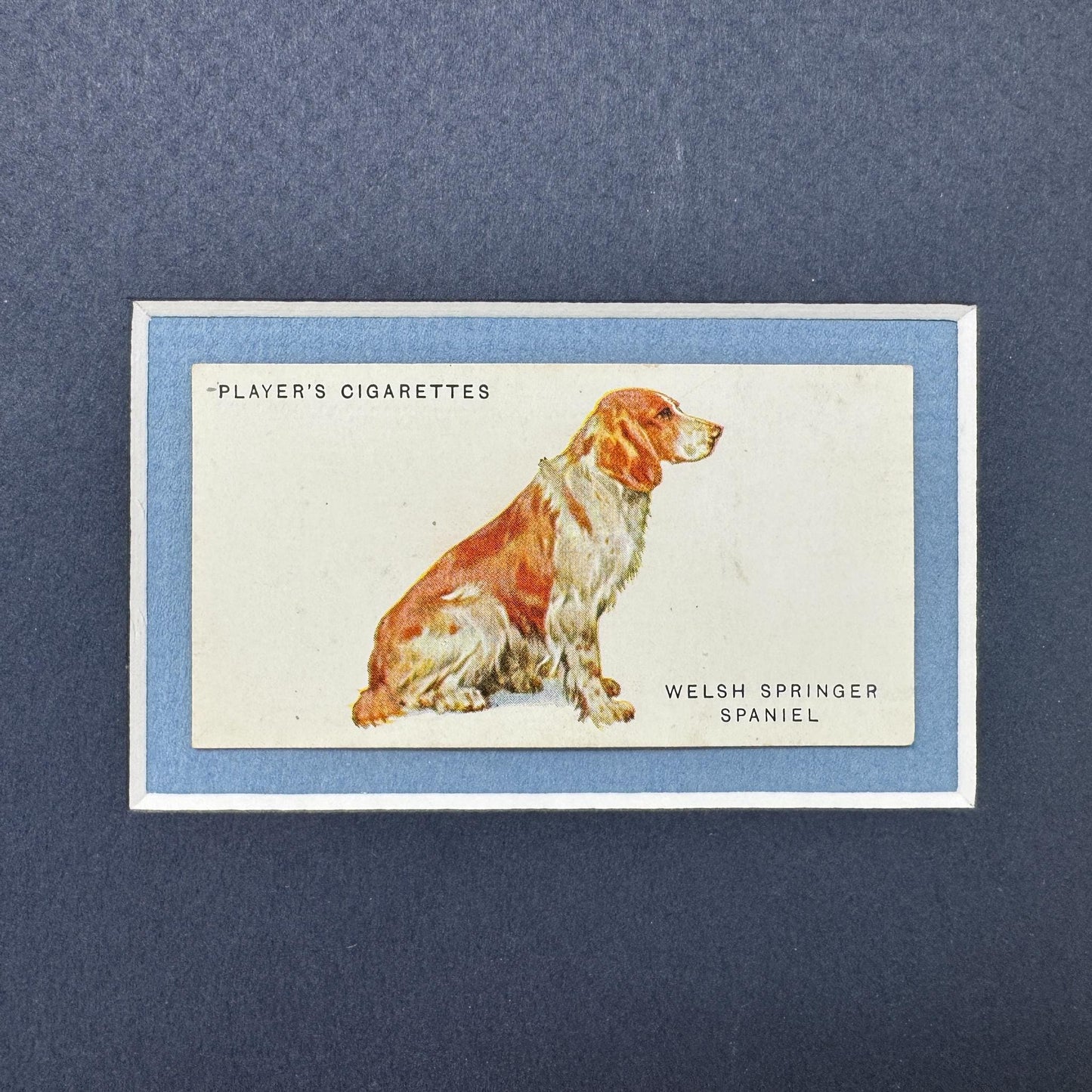 Framed Antique Dog Cigarette Card c. 1929, Welsh Springer Spaniel