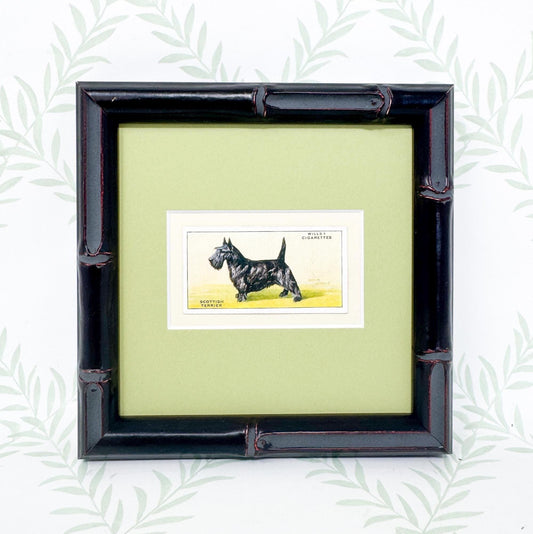 Framed Vintage Dog Cigarette Card c. 1937, Scottish Terrier