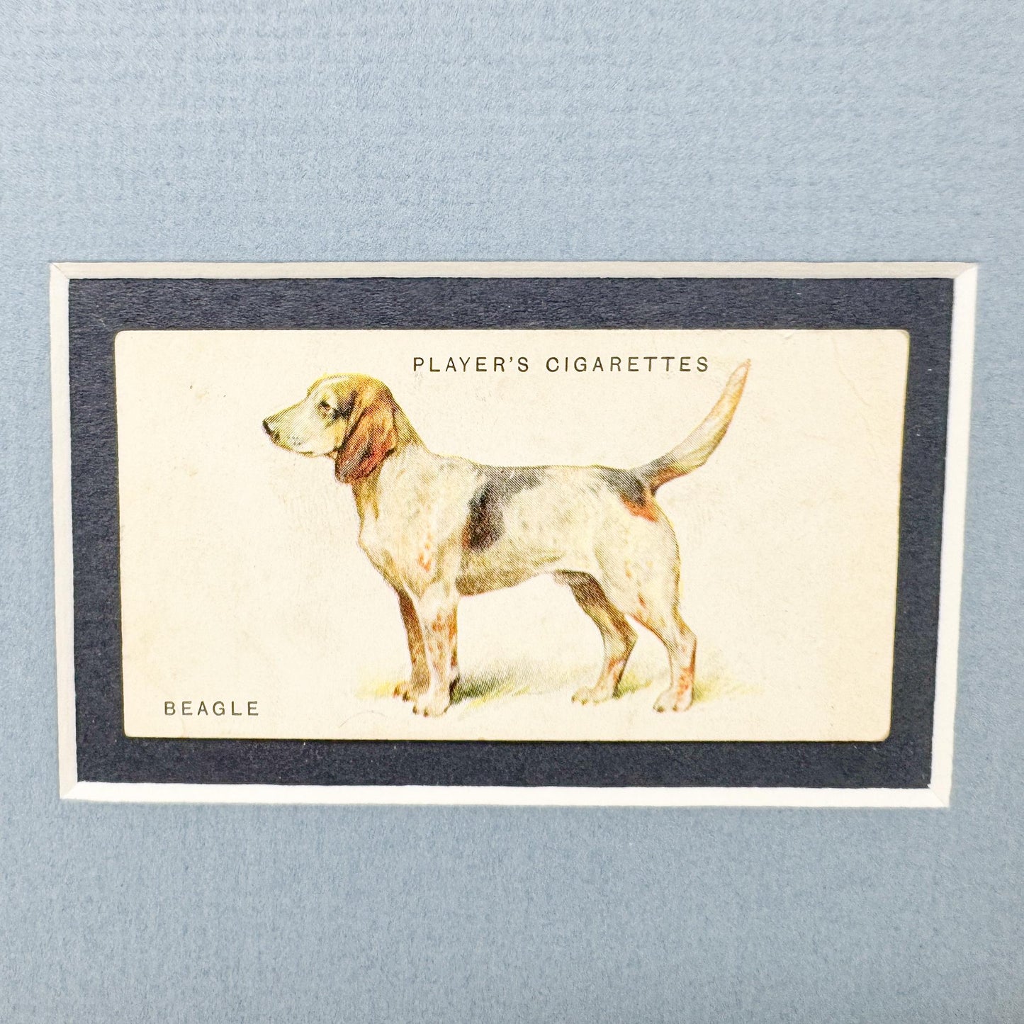 Framed Antique Dog Cigarette Card c. 1929, Beagle