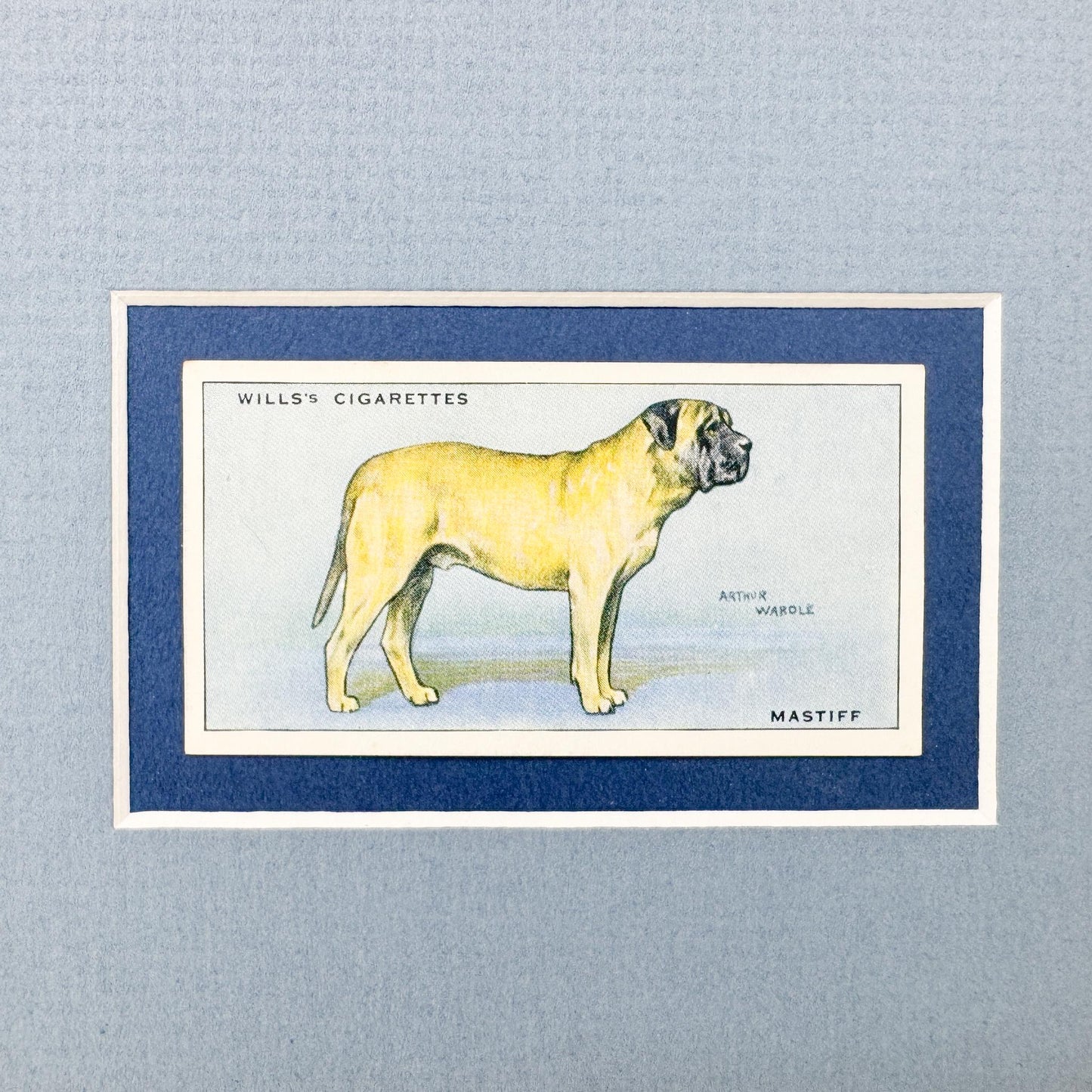Framed Vintage Dog Cigarette Card c. 1937, Mastiff