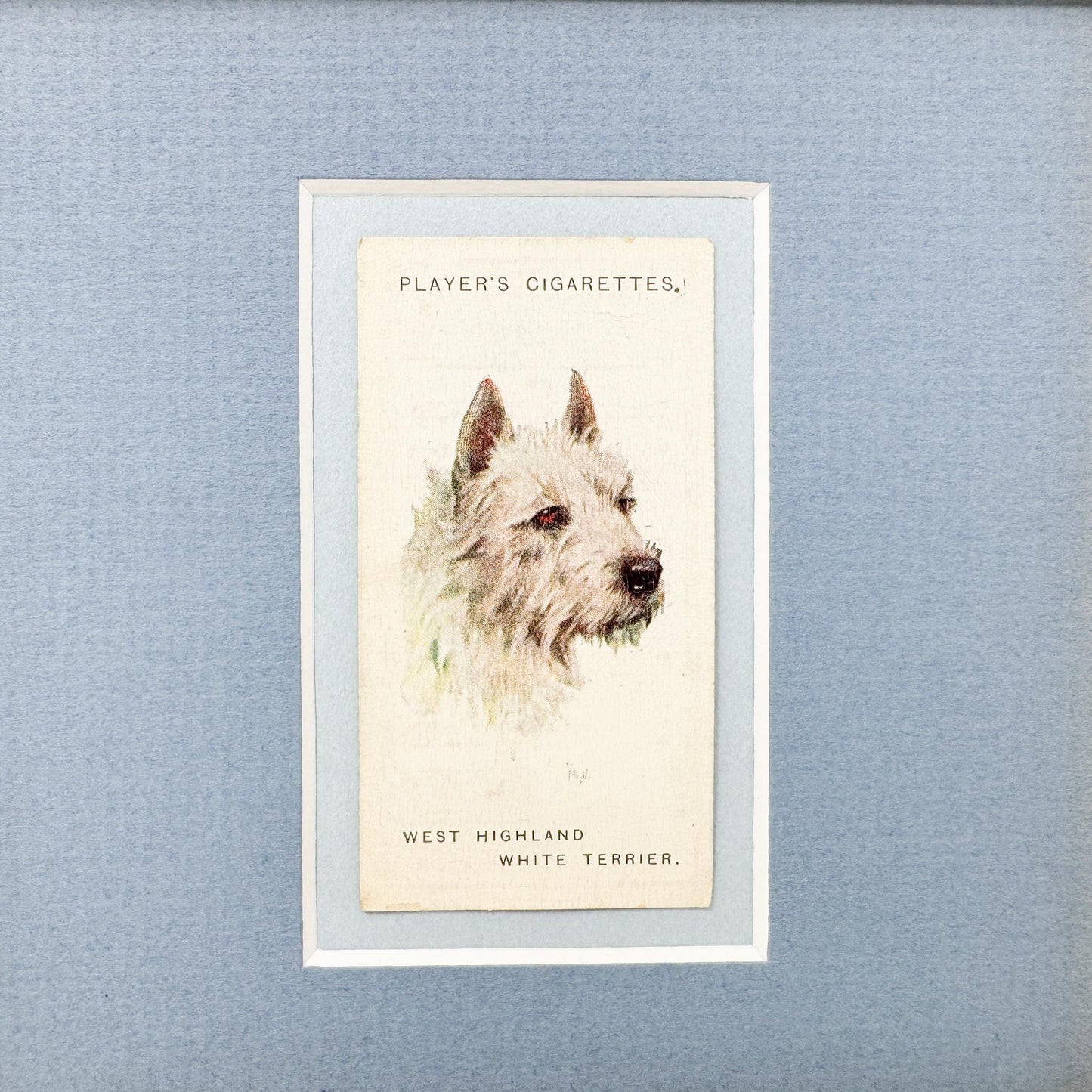 Framed Antique Dog Cigarette Card c. 1929, West Highland Terrier