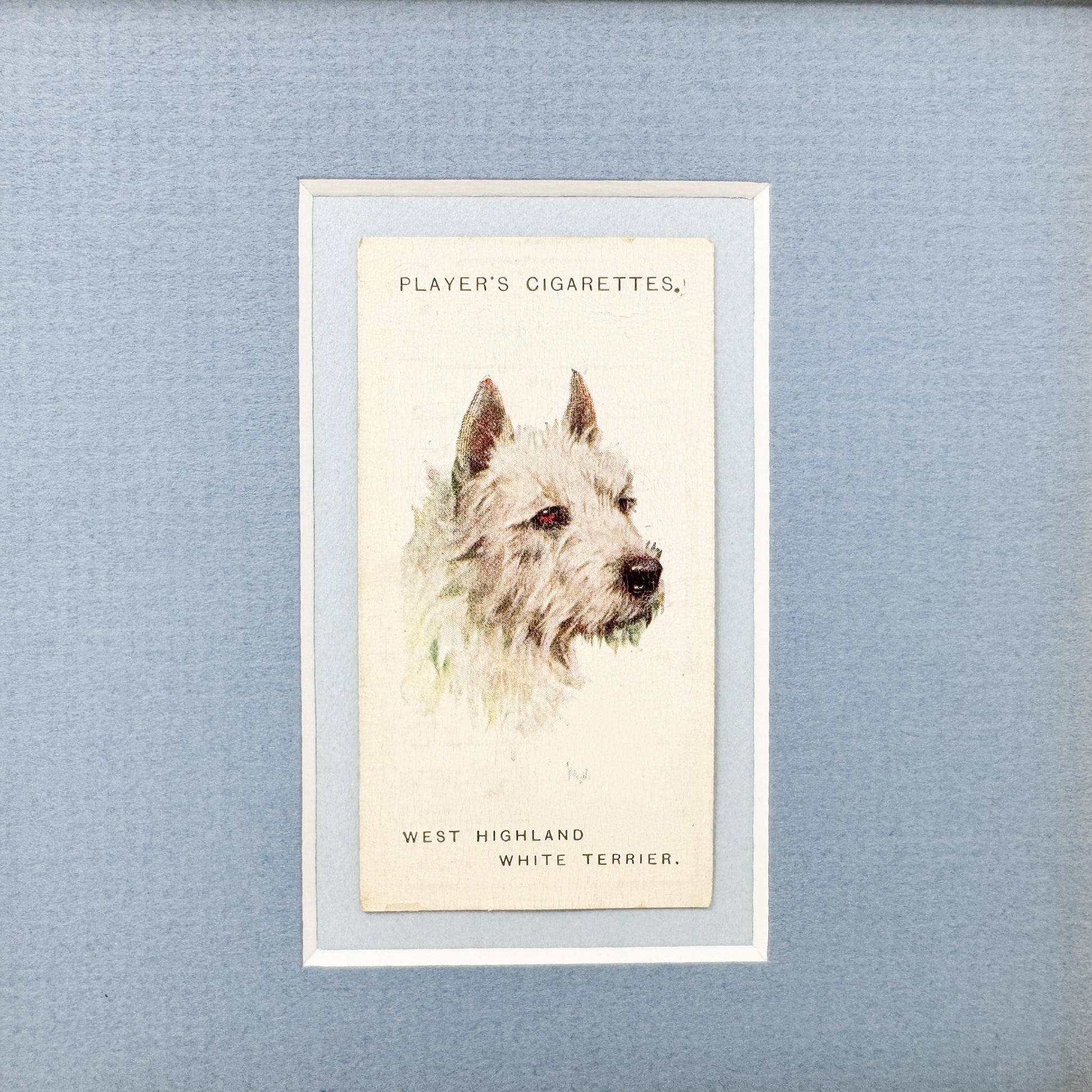 Framed Antique Dog Cigarette Card c. 1929, West Highland Terrier