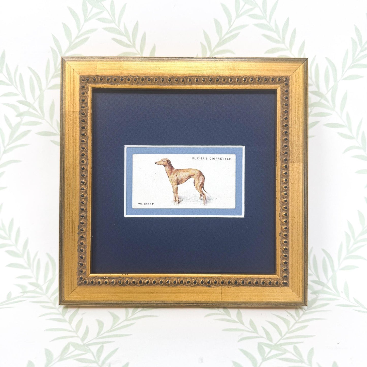 Framed Antique Dog Cigarette Card c. 1931, Whippet