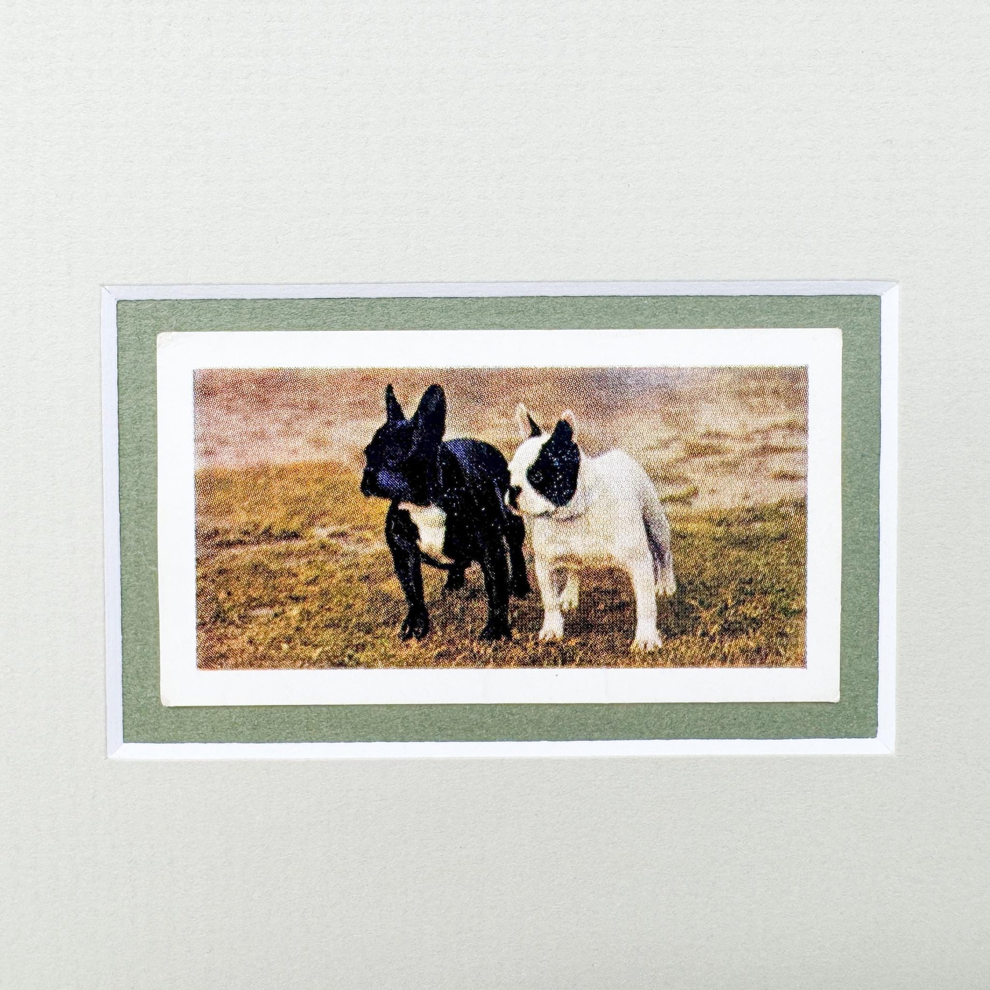 Framed Vintage Dog Cigarette Card, French Bulldog