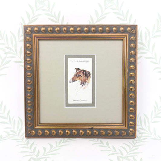Framed Antique Dog Cigarette Card c. 1929, Scottish Collie