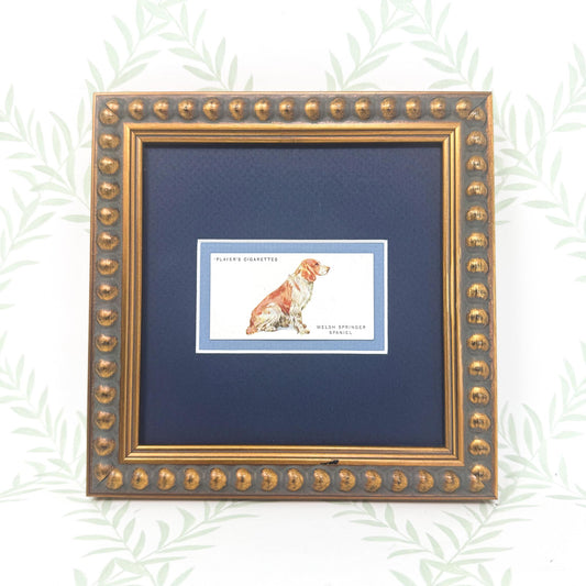Framed Antique Dog Cigarette Card c. 1929, Welsh Springer Spaniel