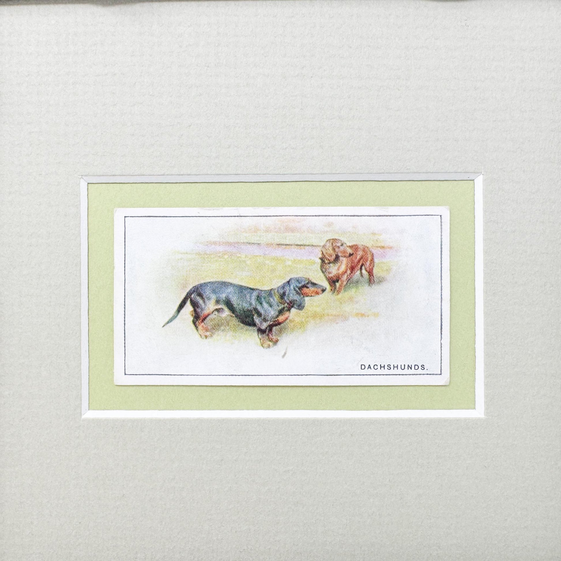 Framed Vintage Dog Cigarette Card, Dachshunds