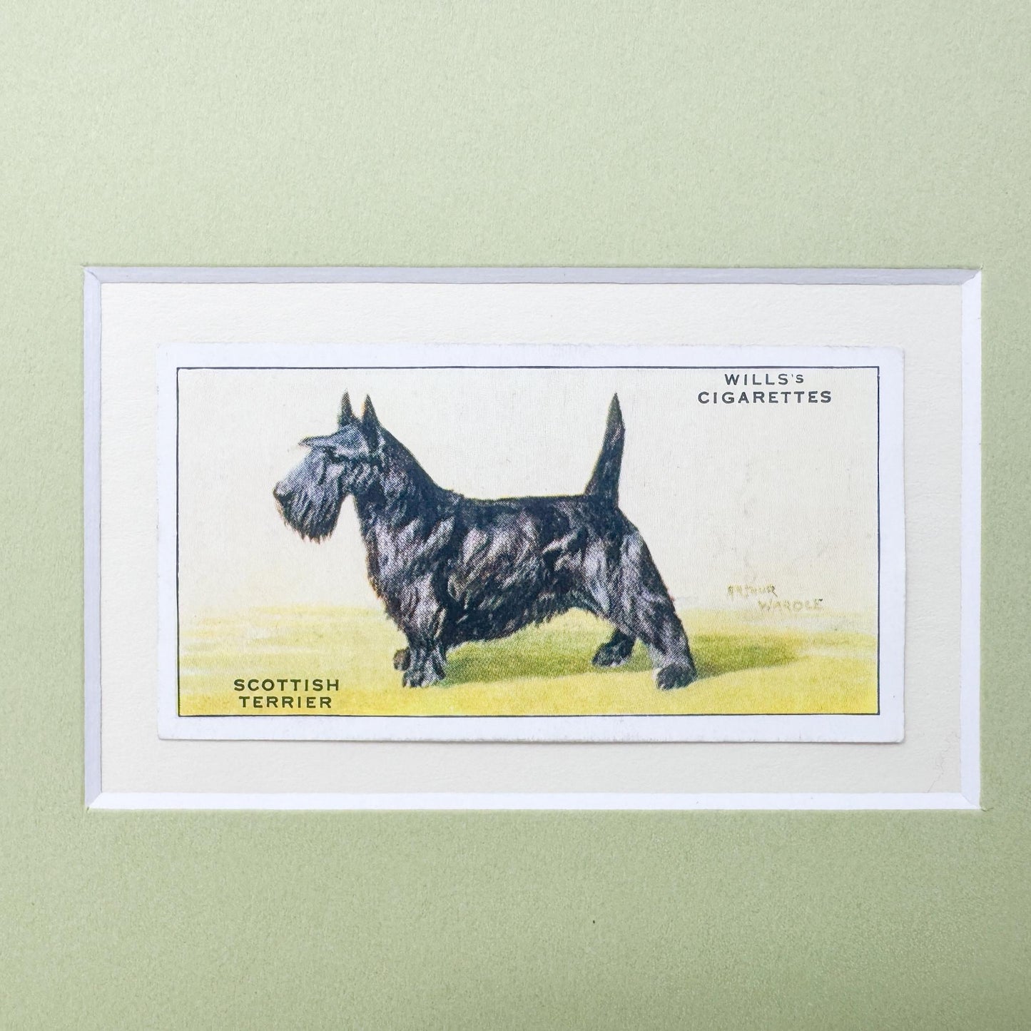 Framed Vintage Dog Cigarette Card c. 1937, Scottish Terrier