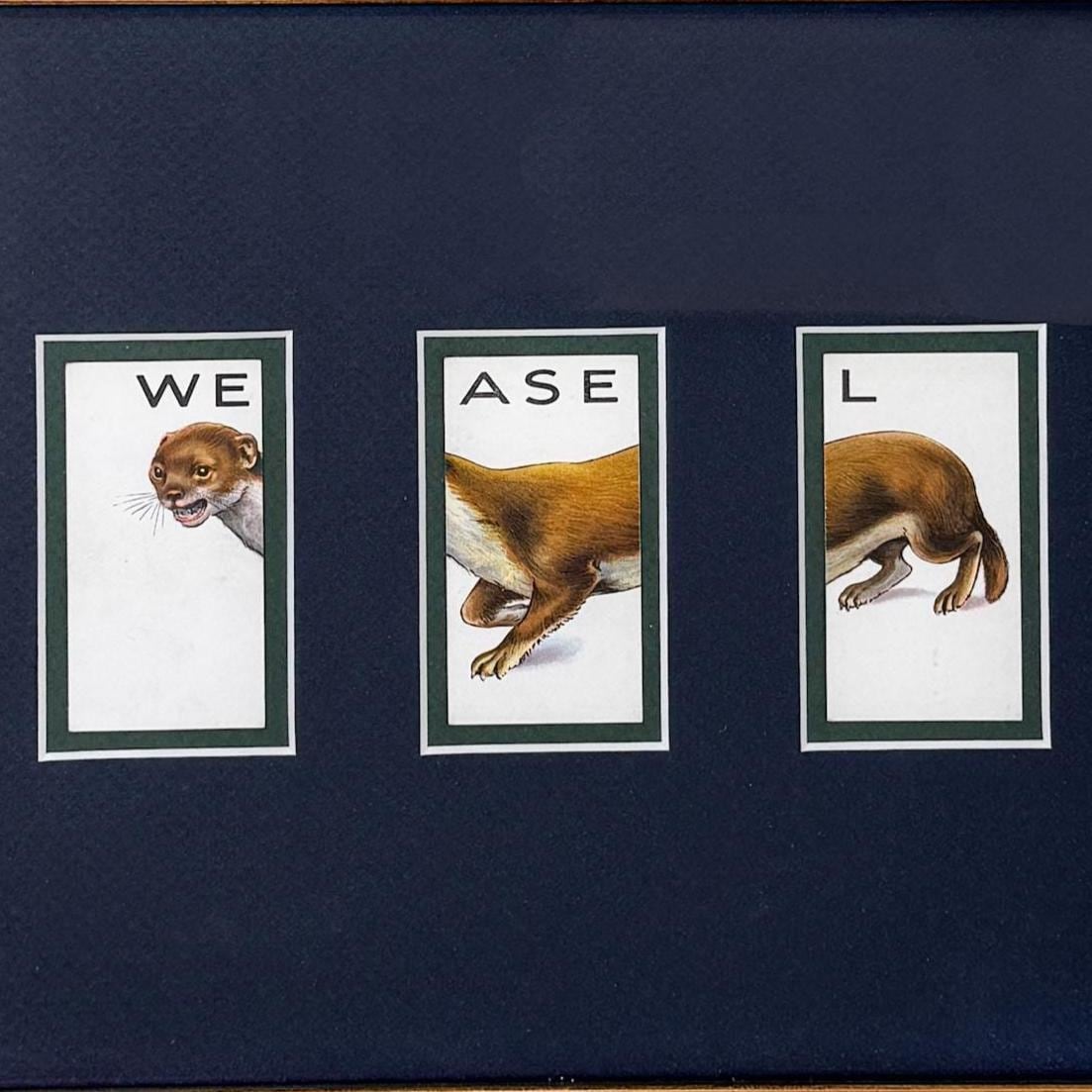 Framed Vintage Animalloys Cigarette Card c. 1934, Weasel