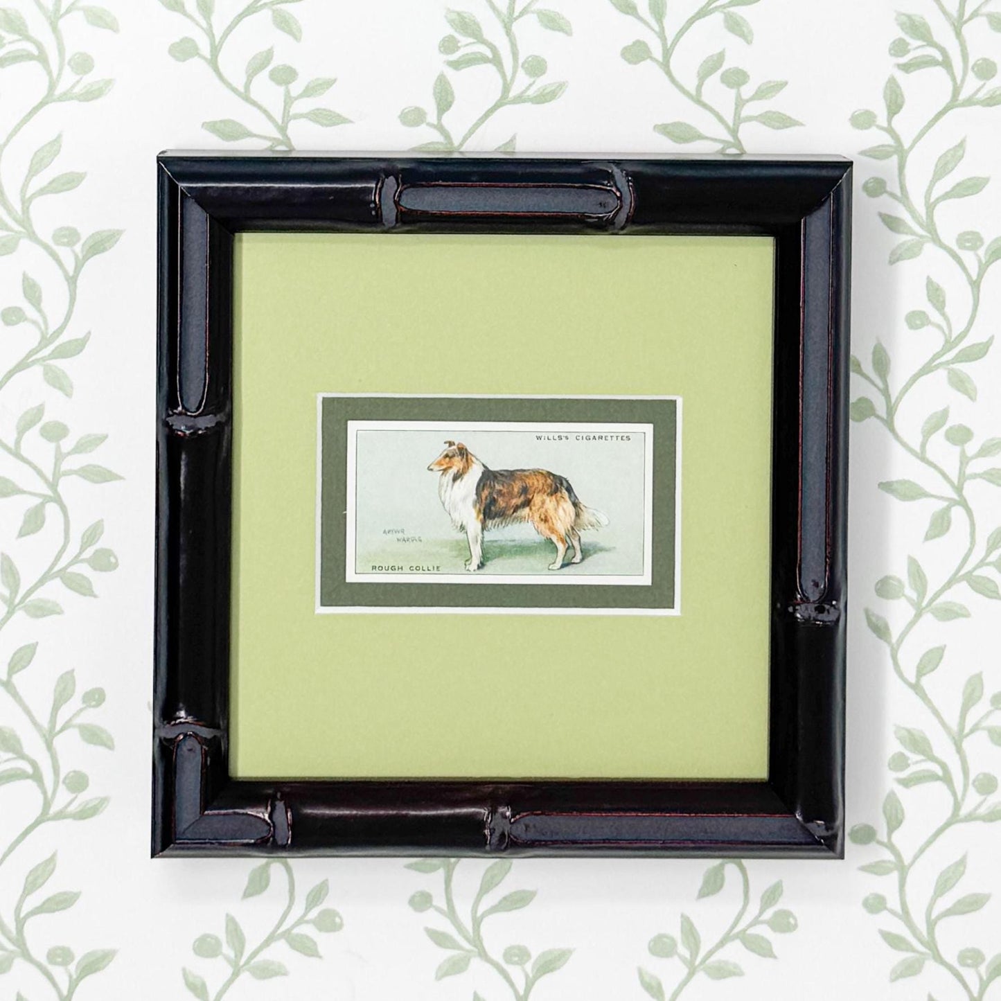 Framed Vintage Dog Cigarette Card c. 1937, Collie