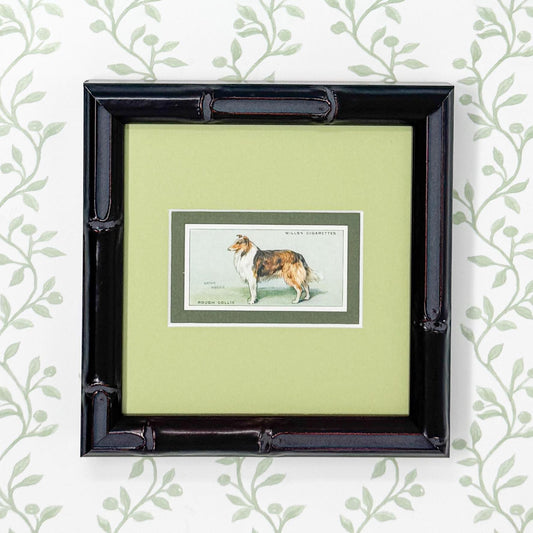 Framed Vintage Dog Cigarette Card c. 1937, Collie
