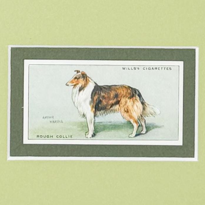 Framed Vintage Dog Cigarette Card c. 1937, Collie