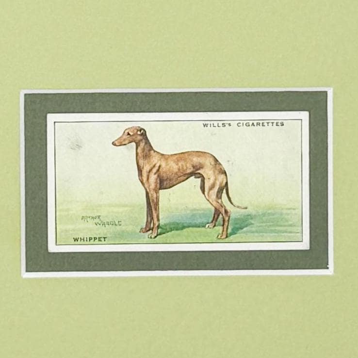 Framed Vintage Dog Cigarette Card c. 1937, Whippet