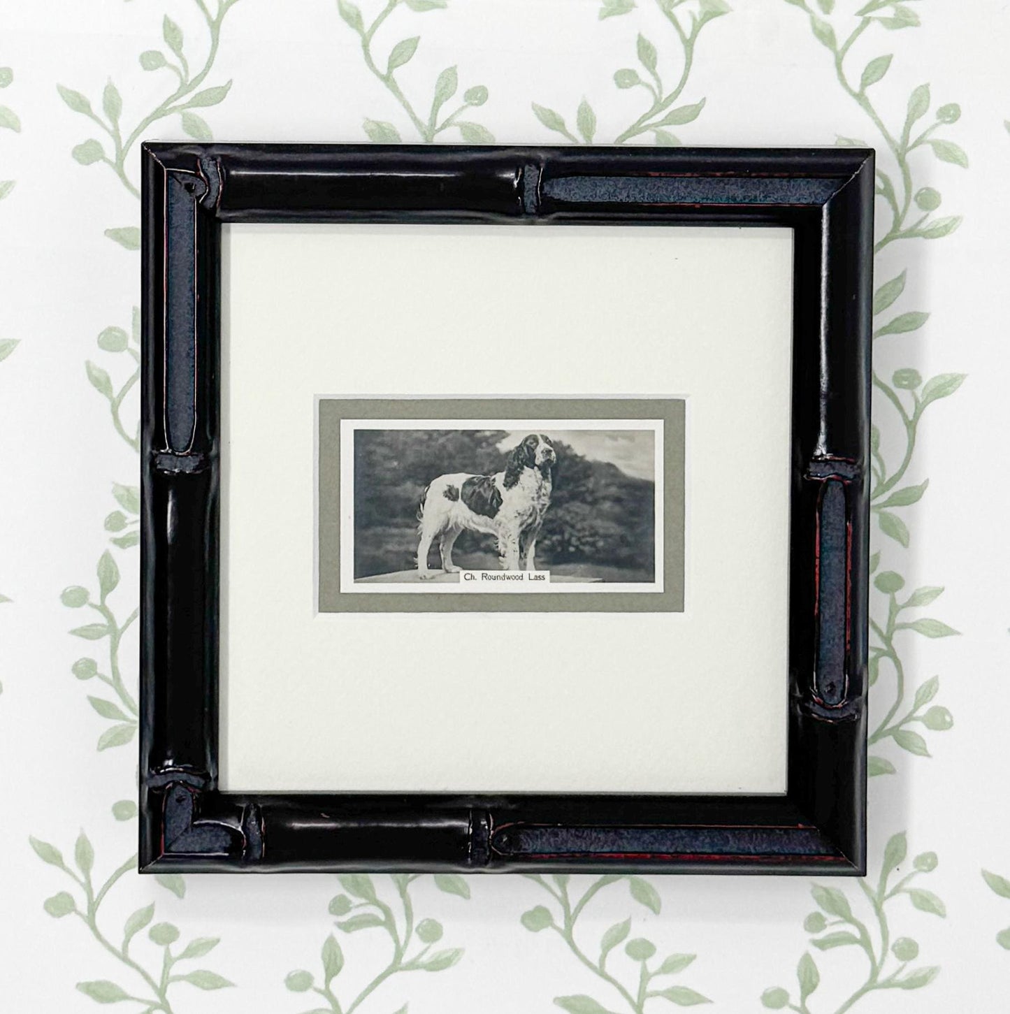 Framed Vintage Dog Cigarette Card c. 1938, English Springer Spaniel