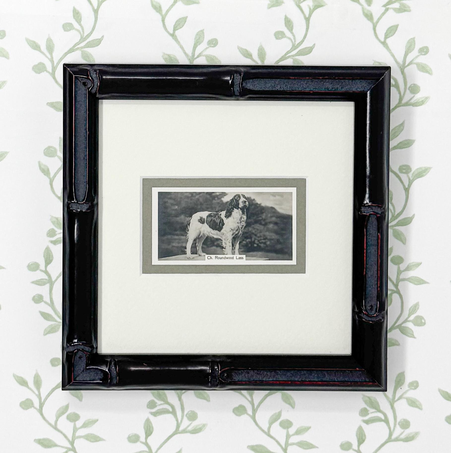 Framed Vintage Dog Cigarette Card c. 1938, English Springer Spaniel