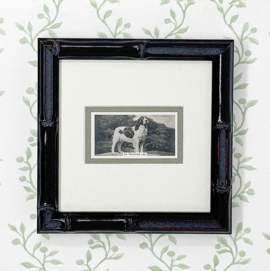 Framed Vintage Dog Cigarette Card c. 1938, English Springer Spaniel
