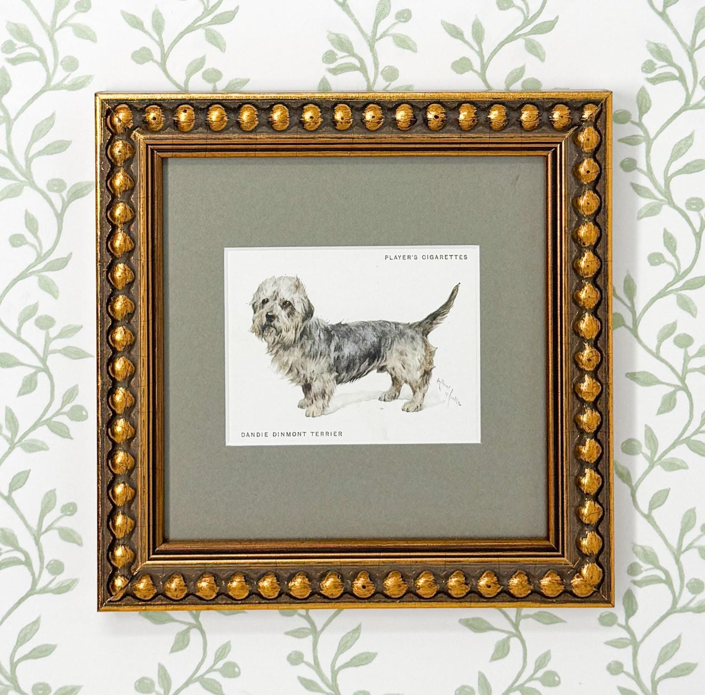 Framed Antique Dog Cigarette Card c. 1933, Dandie Dinmont Terrier