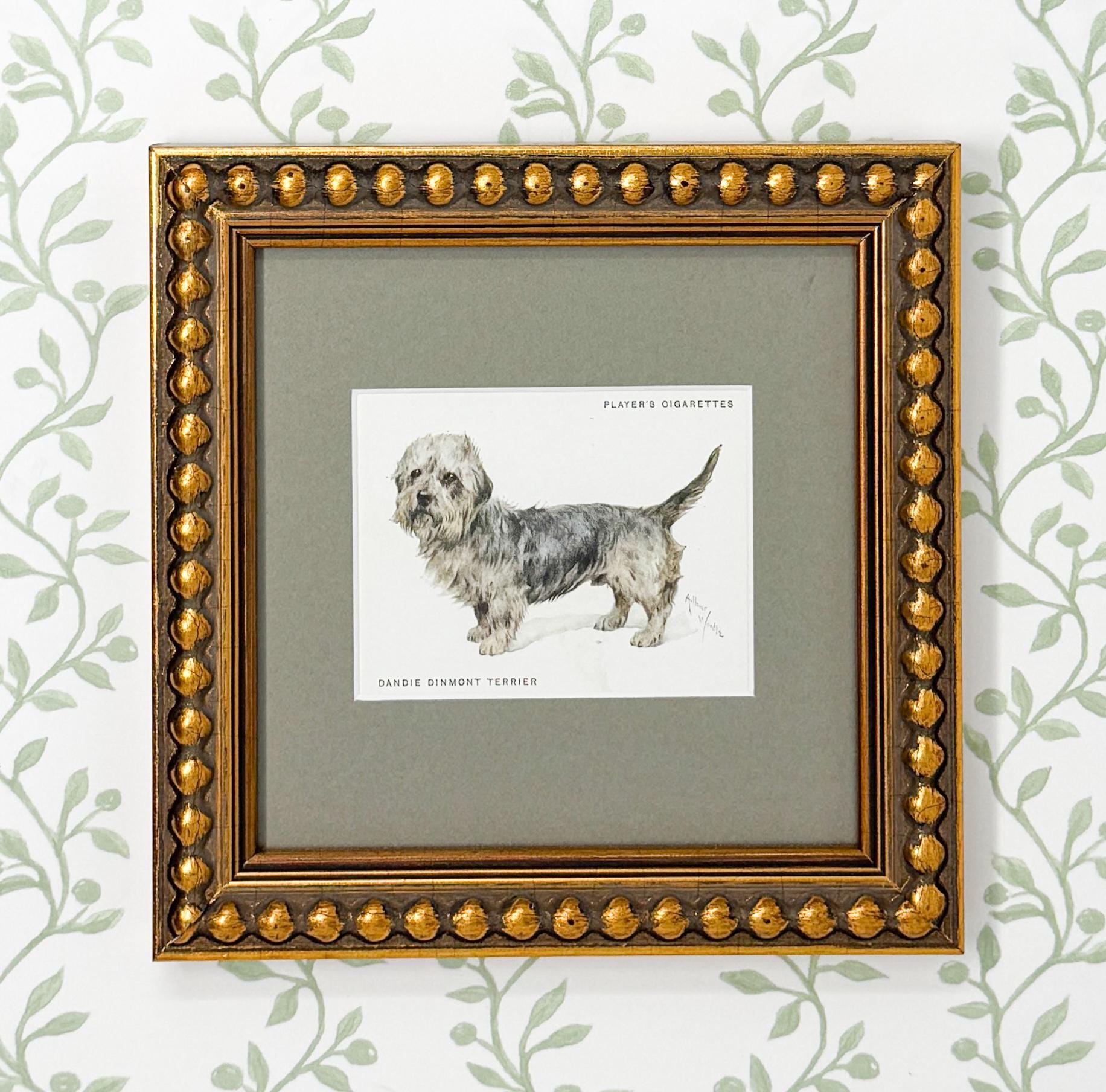 Framed Antique Dog Cigarette Card c. 1933, Dandie Dinmont Terrier