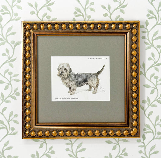 Framed Antique Dog Cigarette Card c. 1933, Dandie Dinmont Terrier