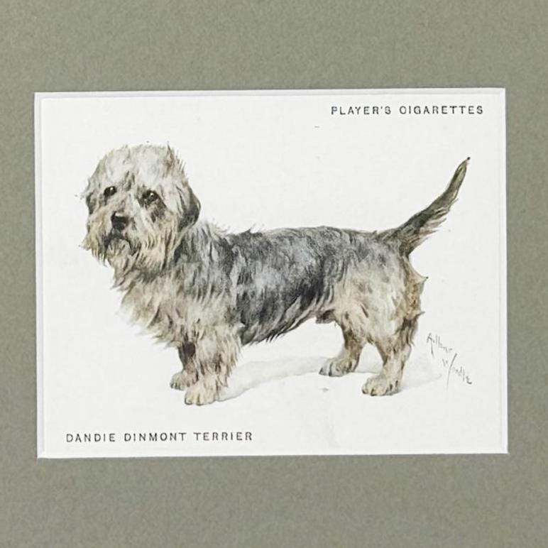 Framed Antique Dog Cigarette Card c. 1933, Dandie Dinmont Terrier