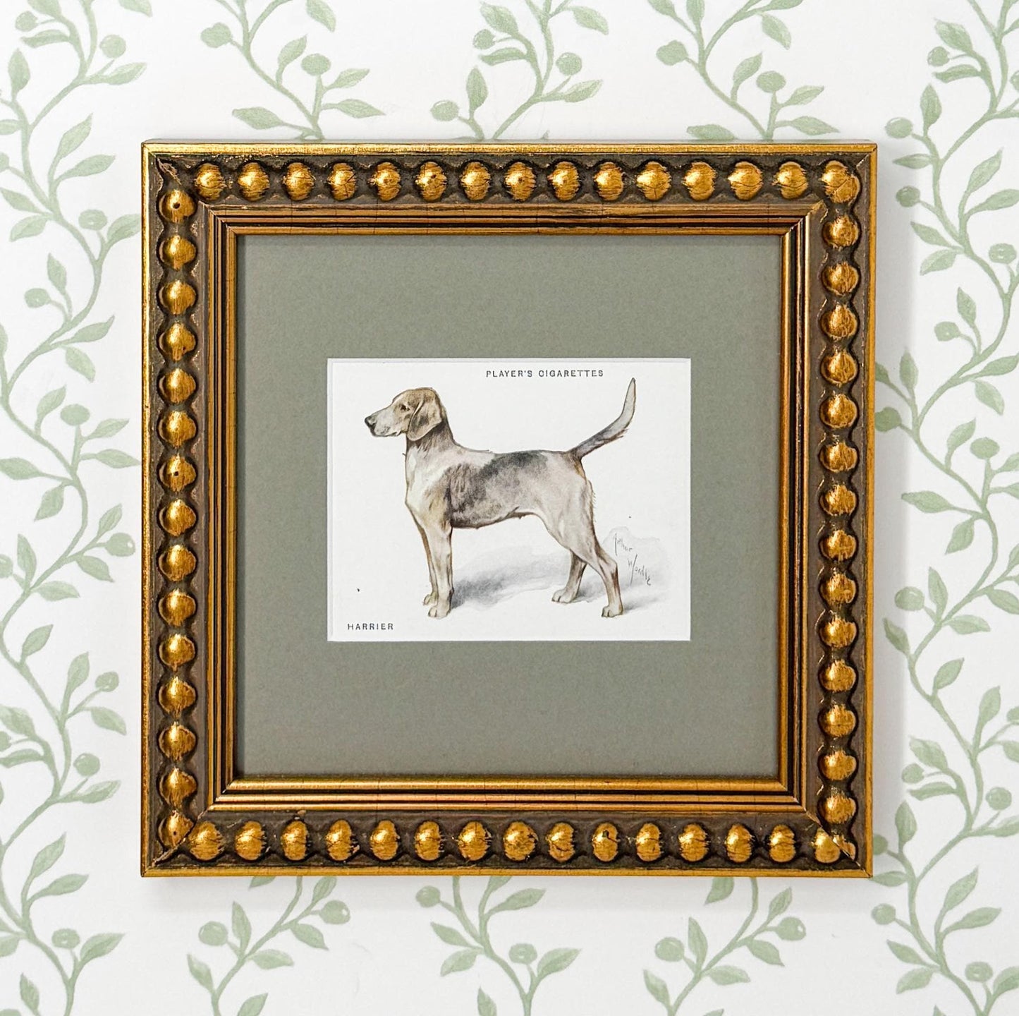 Framed Antique Dog Cigarette Card c. 1933, Harrier